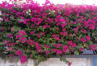 magazynkobiet.pl - Najładniejsze krzewy kwitnące które ozdobią Twój ogródek 330x226 - Najładniejsze krzewy kwitnące, które ozdobią Twój ogródek!