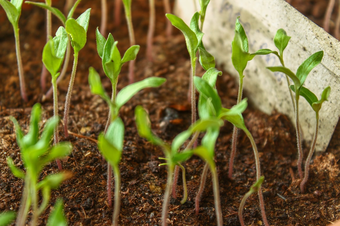 Żywność biodynamiczna – czyli najwyższa jakość na talerzu
