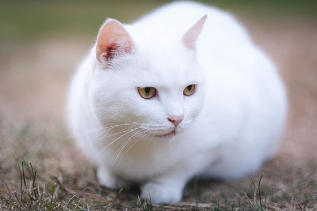 Sennik koty - spradź co oznacza biały kot we śnie