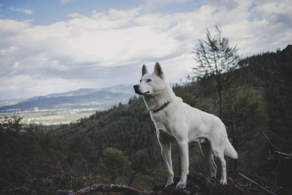 Sennik pies - wyjaśniamy co znaczy sen o białym psie
