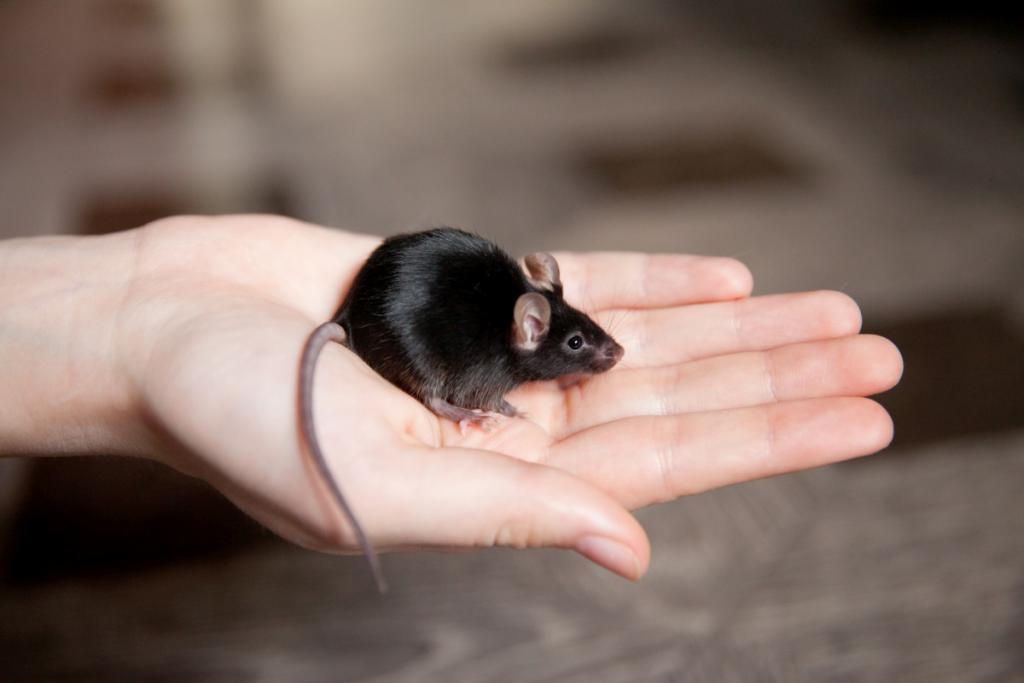 Sennik mysz - sprawdź znaczenie czarnej myszy widzianej we śnie