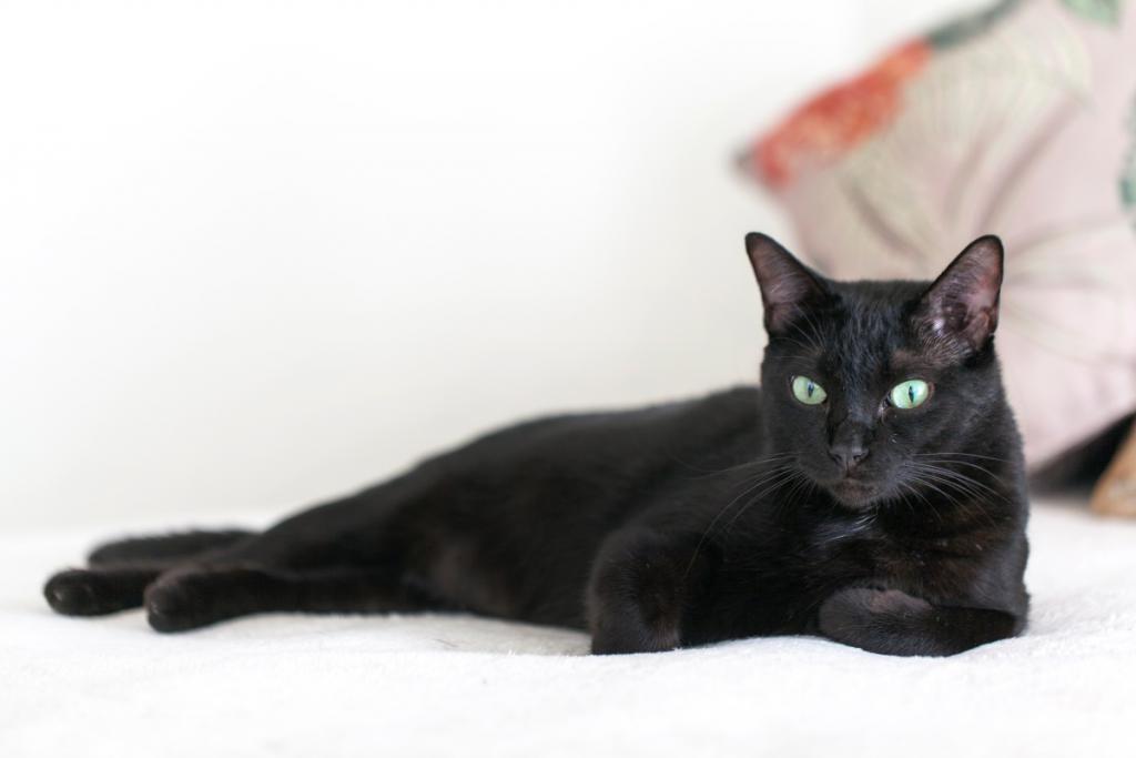 Koty sennik - tłumaczymy znaczenie snu o czarnym kocie