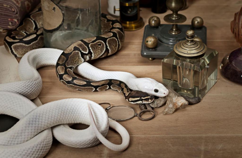 Sennik wąż - sprawdź jakie znaczenie ma sen o kilku wężach