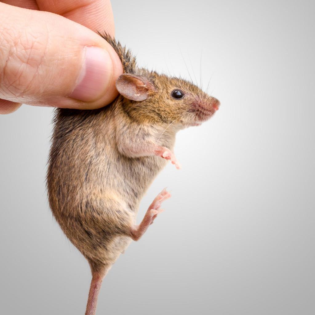 Sennik mysz - zobacz co oznacza łapanie myszy w snach