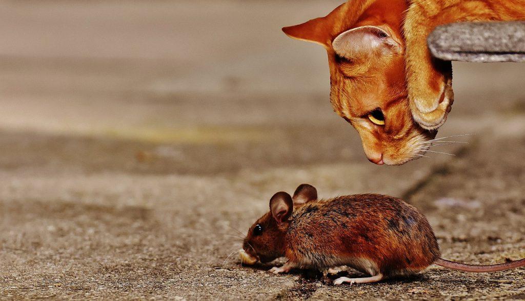 sennik mysz i kot - znaczenie snu o myszy i kocie