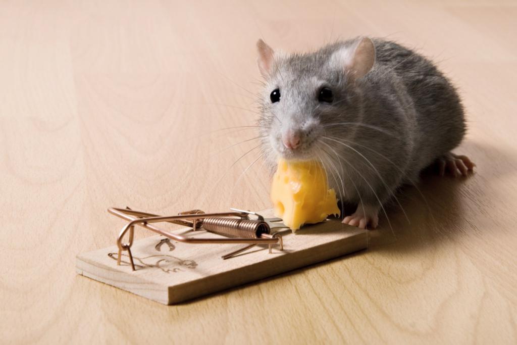 Sennik myszy - dowiedz się jakie znaczenie ma mysz w pułapce widziana we śnie