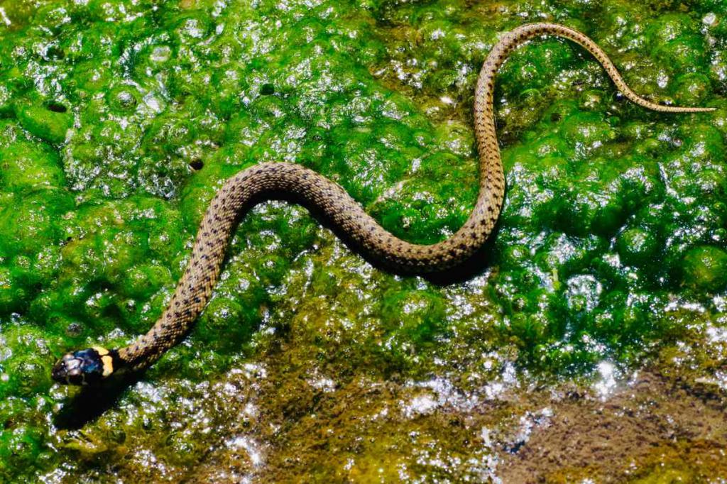 Sennik wąż - sprawdź jakie znaczenie snu o pełzającym wężu