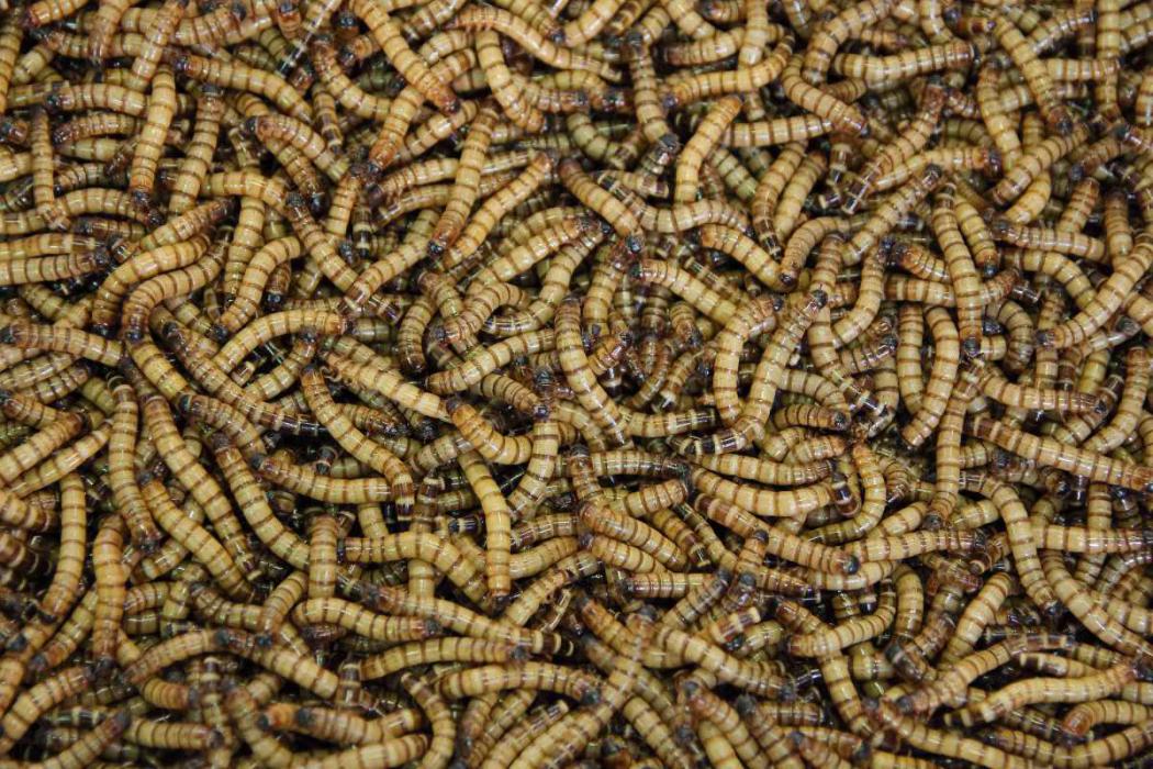 Robaki sennik - sprawdź co oznaczają robaki które Ci się przyśniły