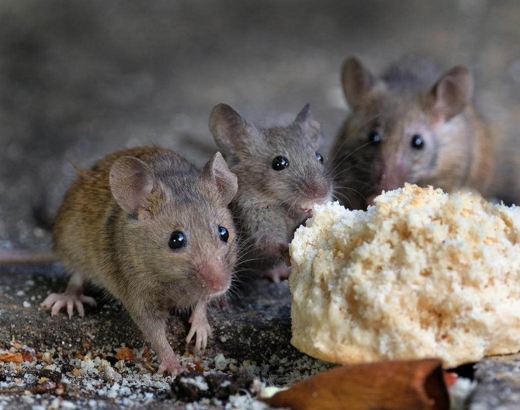 Sennik myszy - sprawdź co oznacza mysz widziana we śnie