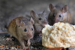 Sennik: myszy, czyli co zwiastuje mysz w snach?