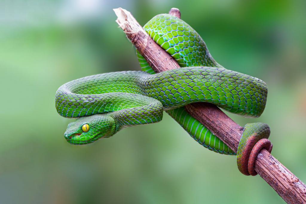 Sennik wąż - sprawdź jakie znaczenie ma sen w którym śnił się wąż
