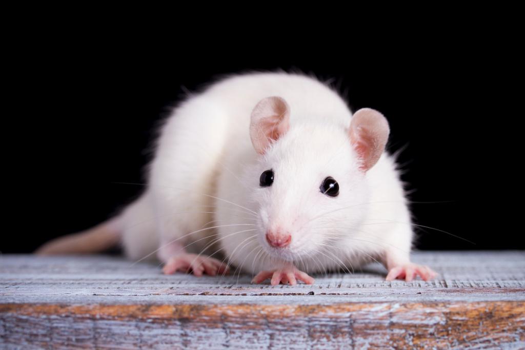 szczur sennik - sprawdź co sennik mówi o białym szczurze widzianym we śnie