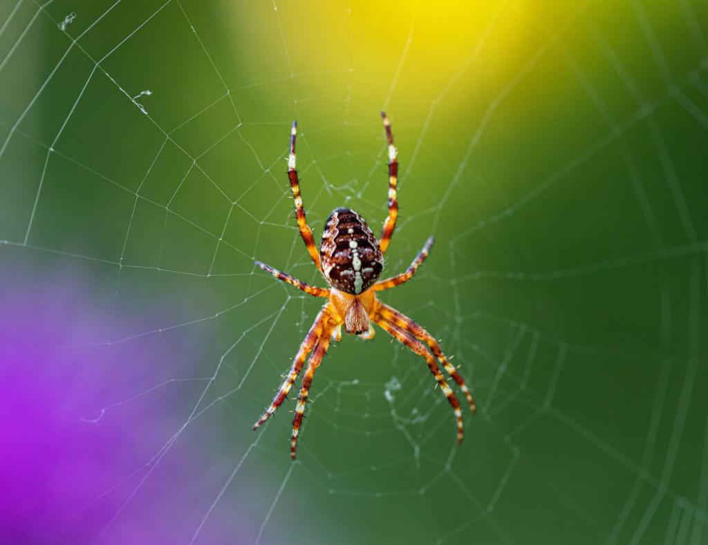 Sennik pająk - zobacz co mówi sennik o pająku krzyżaku widzianym we śnie