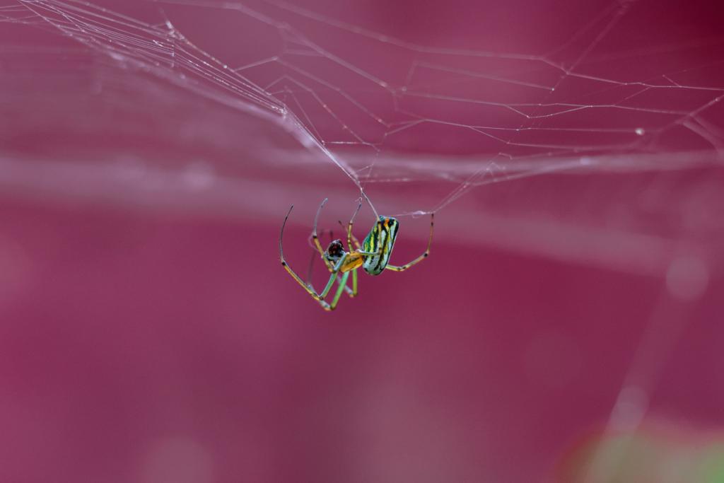 Sennik pająk - dowiedz się jakie znaczenie ma w senniku pająk który przędzie sieć