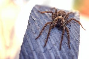 Sennik: pająk — czy jest się czego bać?