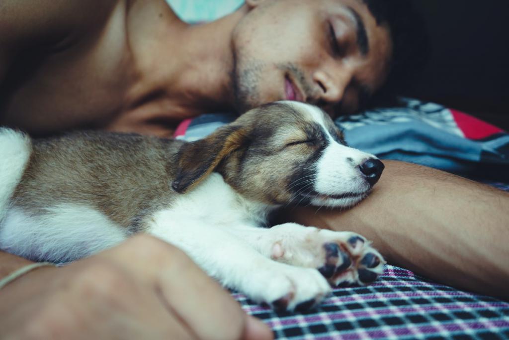 sennik - sprawdź czy Twój pies też ma sny.