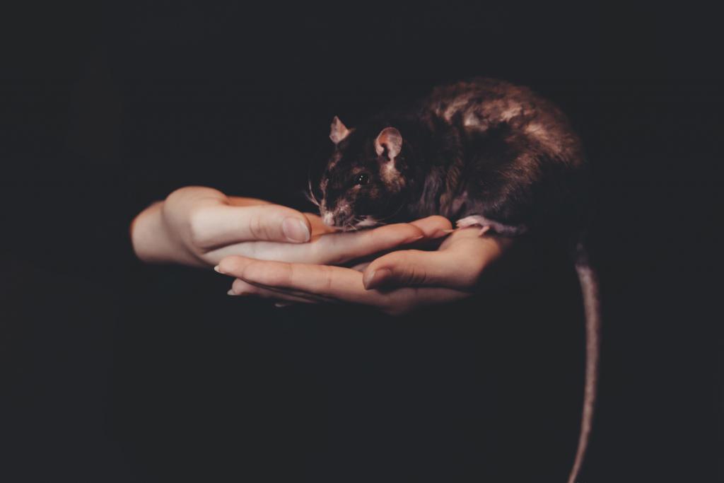 Sennik szczur - sprawdź co oznacza łagodny szczur widziany we śnie