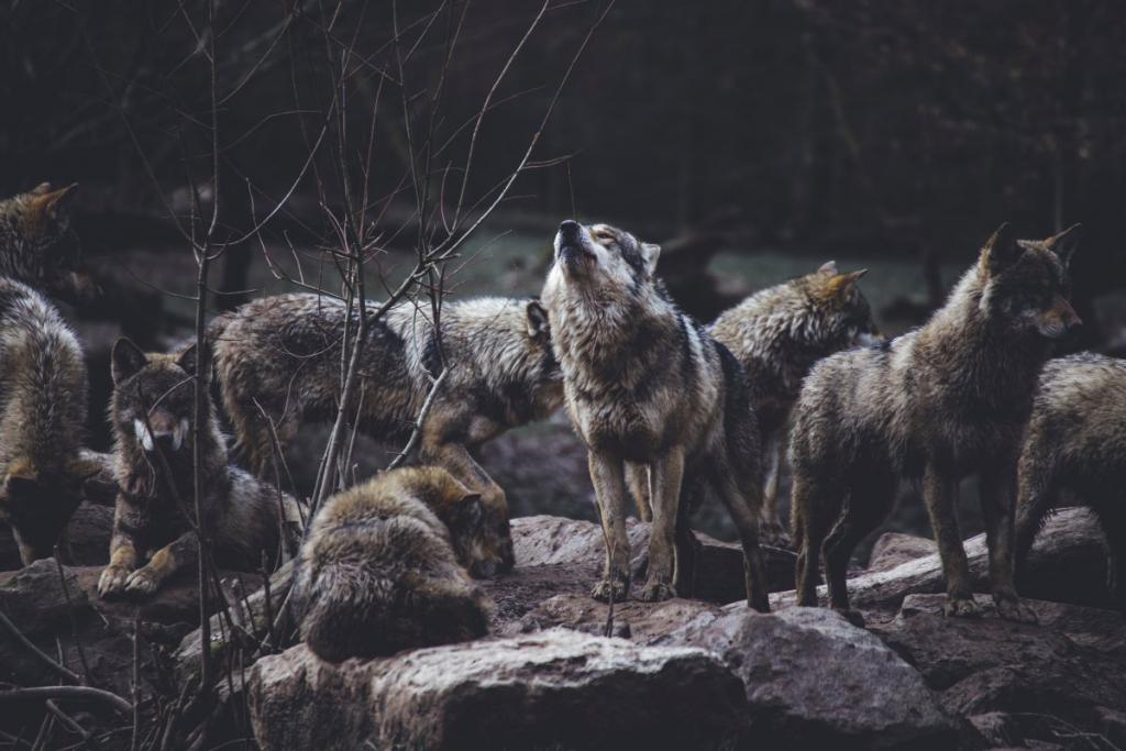 Sennik wilk - dowiedz się co oznacza widziana podczas snu wataha wilków