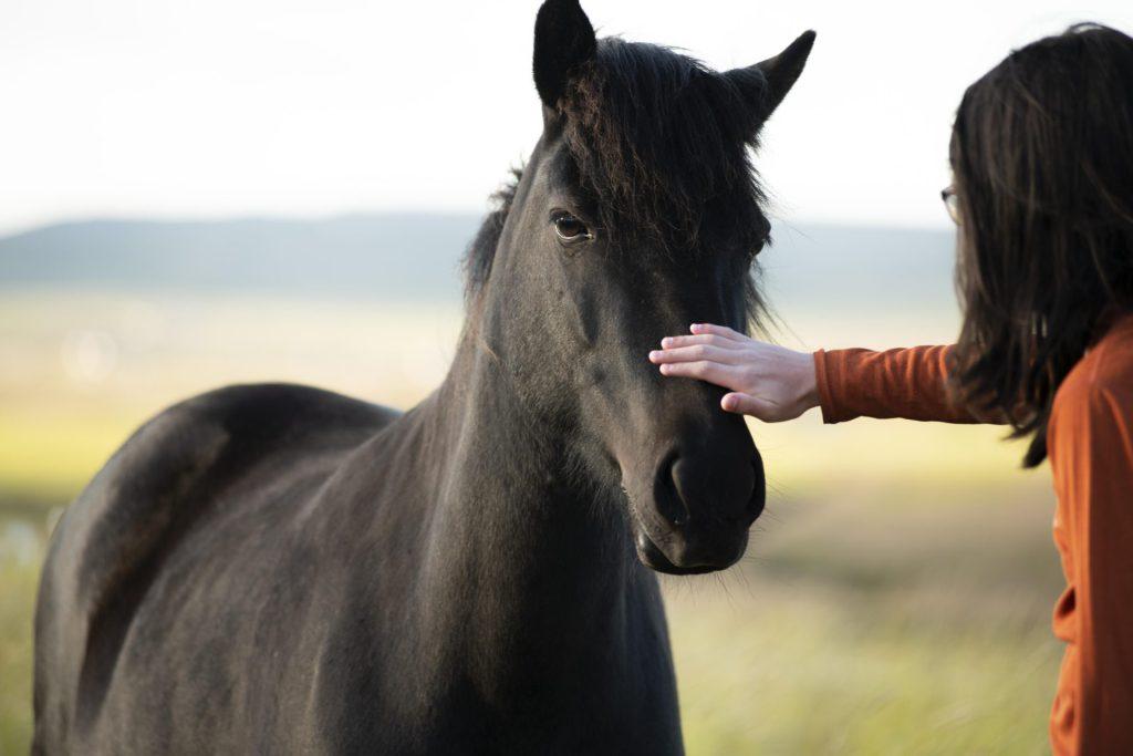 Sennik koń - głaskać konia, dziewczyna głaska czarnego konia po nosie