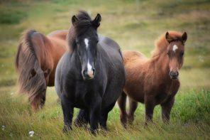 Sennik konie – co zwiastują te majestatyczne zwierzęta widziane we śnie?