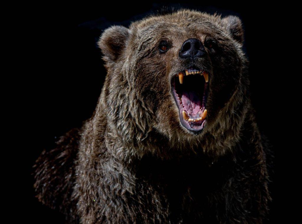 Sennik niedźwiedź - poznaj znaczenie snu o atakującym niedźwiedziu. Zobacz co oznacza atakujący niedźwiedź!