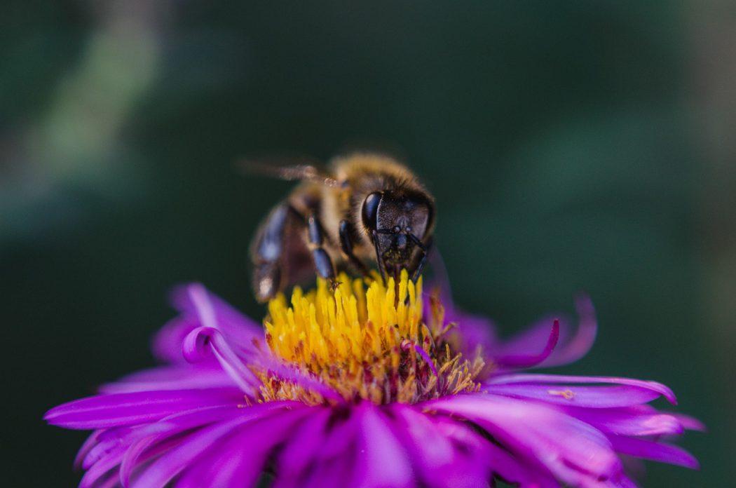 Świece Z Wosku Pszczelego - Naturalny Blask i Korzyści