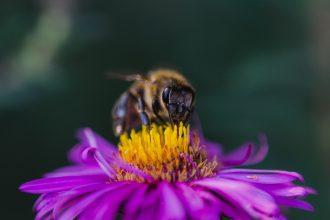 Świece Z Wosku Pszczelego - Naturalny Blask i Korzyści