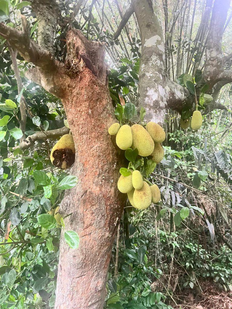 Drzewo z owocami durian