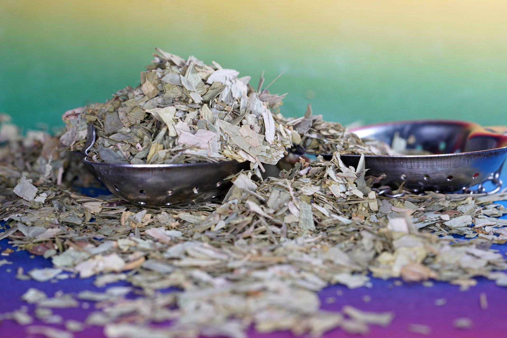 yerba mate susz