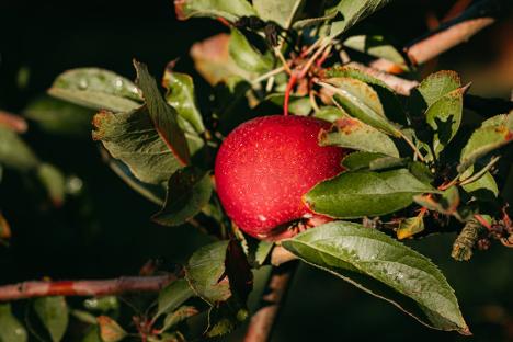 Czy ocet jabłkowy na ból kręgosłupa może być skuteczny?